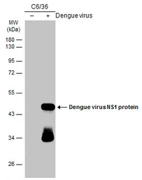 Anti-Dengue virus NS1 protein antibody (Biotin) used in Western Blot (WB). GTX124280-02